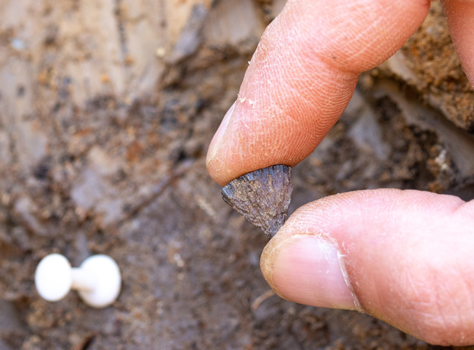 A hand holds a small, cone-shaped iron pyrite artifact above muddy sediment.
