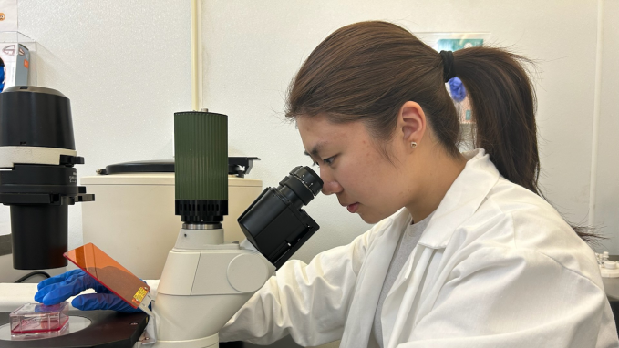 A teen in a lab coat looks into a microscope. A lab flask containing red liquid and cells to model a form of arthritis sits on the microscope stage.