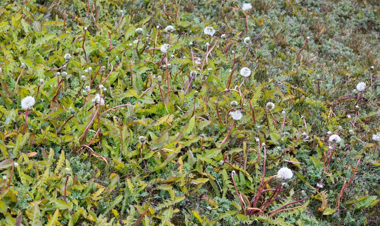 a photo of dandelions crowned with white fluff on South Georgia island