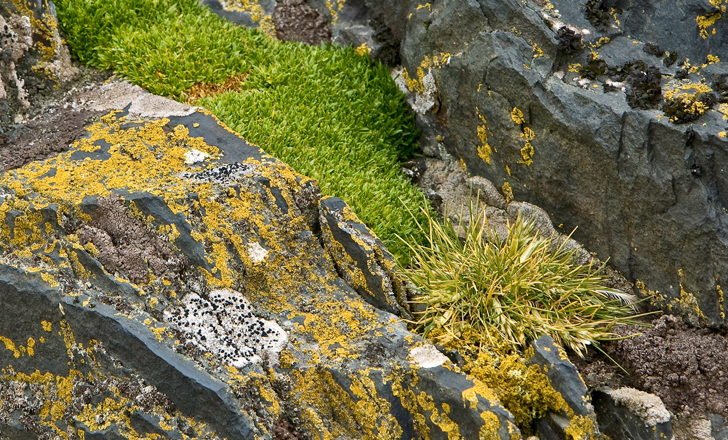 a photo of Antarctic hair grass and Pearlwort