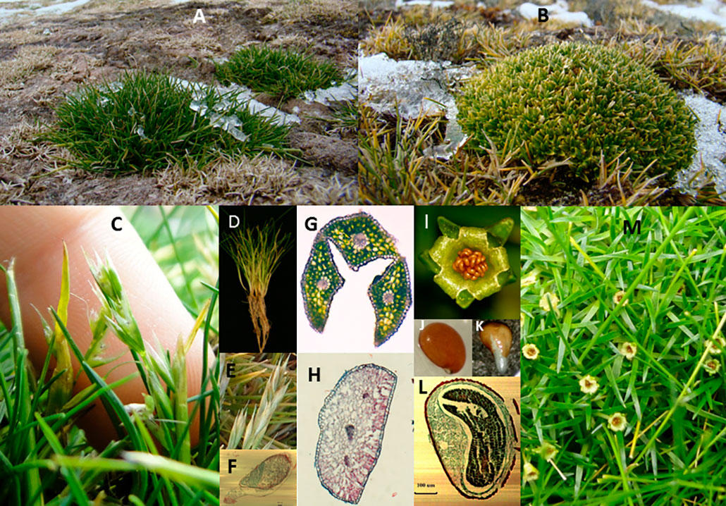 several panels show various close-ups and microscope images of two native Antarctic plants