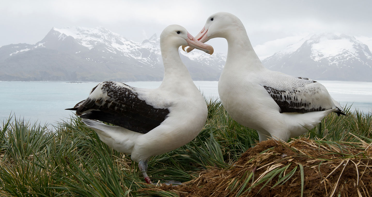 two wandering albatross face each other and touch beaks