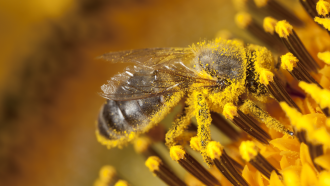 a bee covered in fuzzy yellow sunflower pollen stands on the surface of a flower