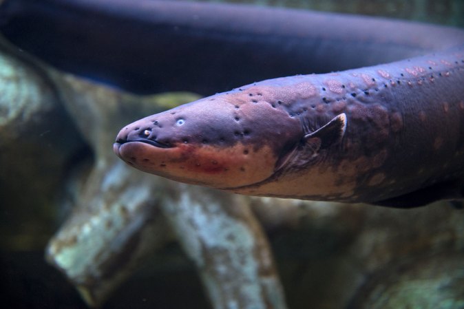 An electric eels can be seen immersed in water. Roots lie in the background.
