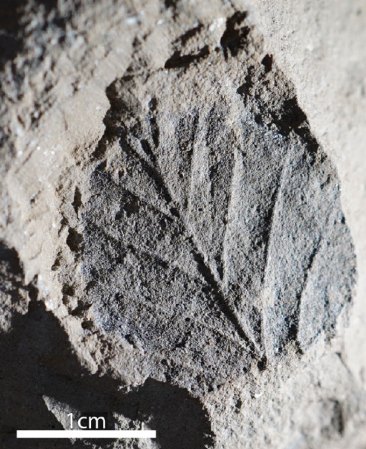 a picture of a fossil leaf