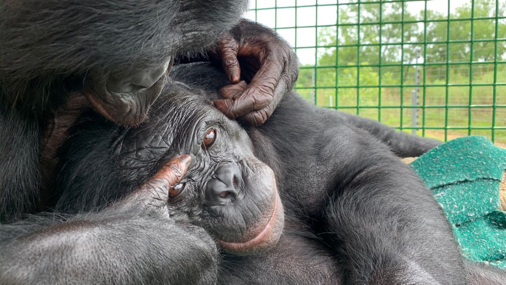 Kenzi the bonobo being groomed by anohter bonobo