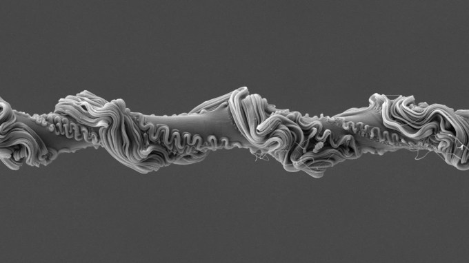 a microscopic image of a spider's silk strand