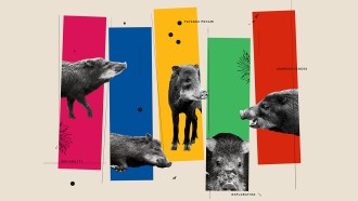 A mixed medium piece of artwork showing different emotional expressions and personality traits of white-lipped peccaries on colorful background columns