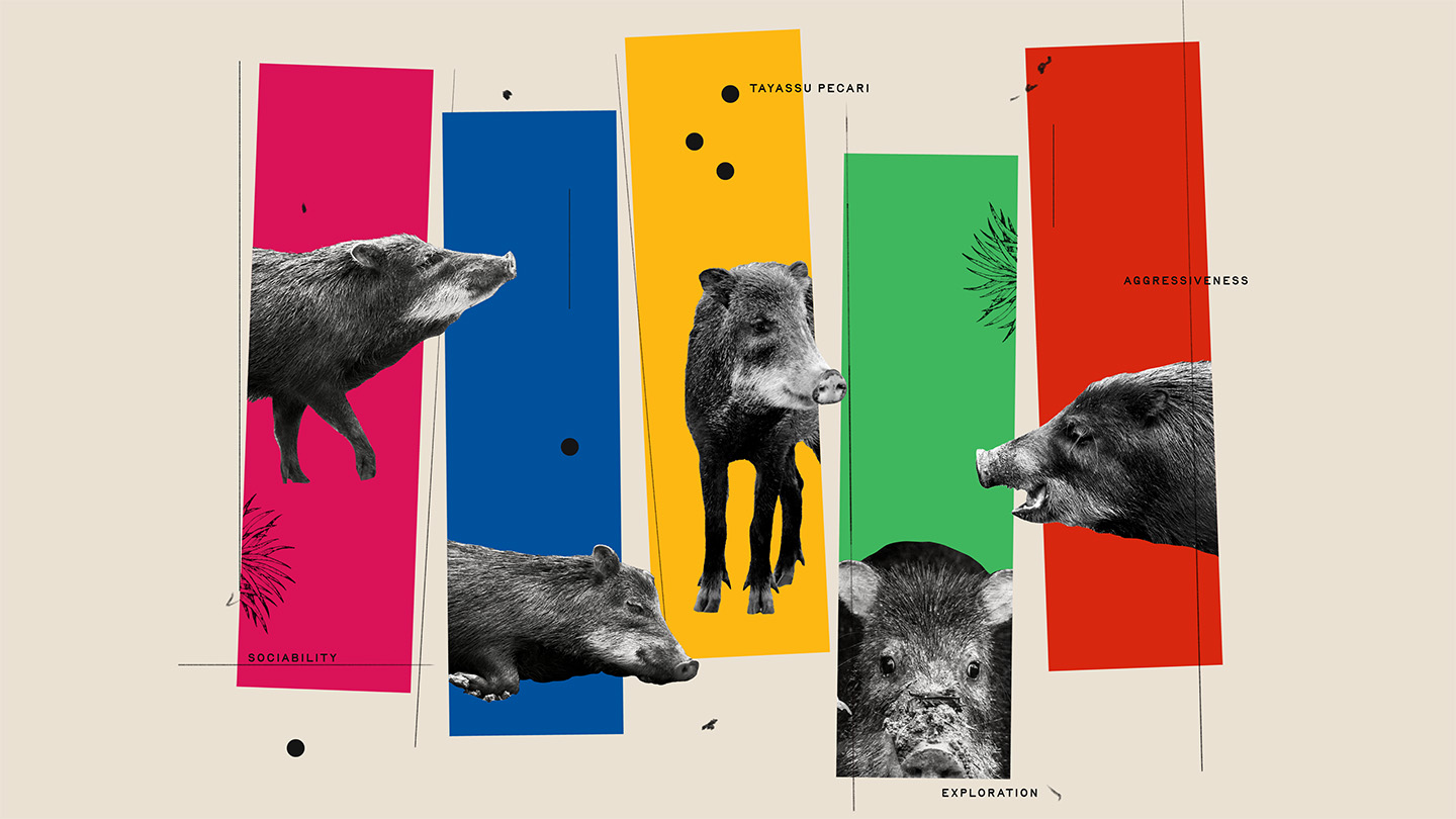 A mixed medium piece of artwork showing different emotional expressions and personality traits of white-lipped peccaries on colorful background columns