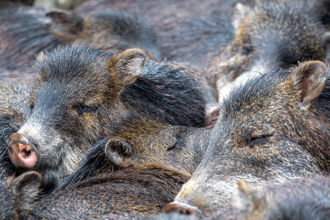 A group of white-lipped peccaries in a tight huddle