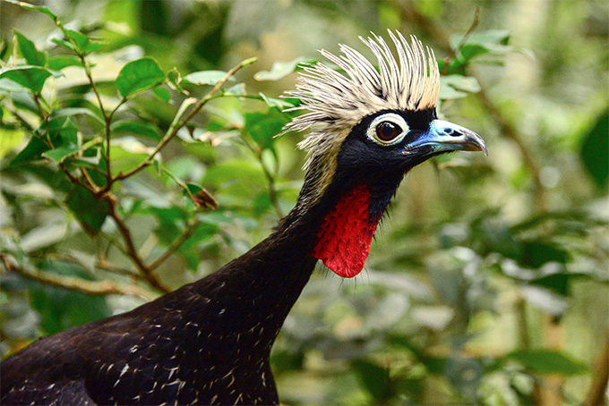 A photo of the black-fronted piping guan surrounded by leaves
