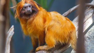 A photo of a golden lion tamarin