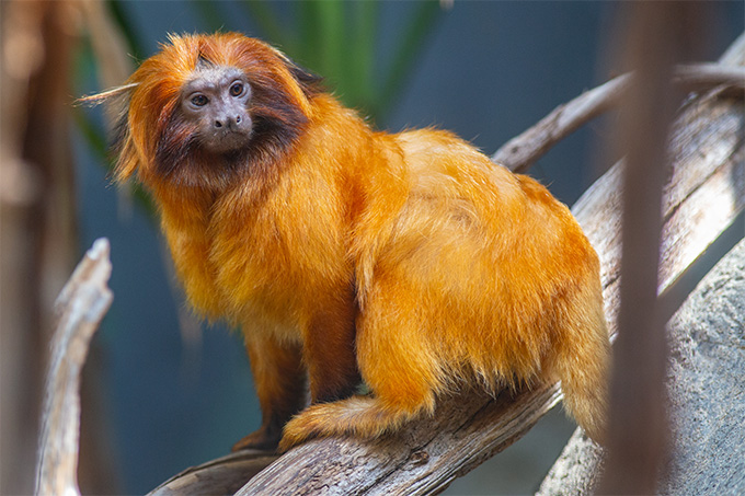 A photo of a golden lion tamarin