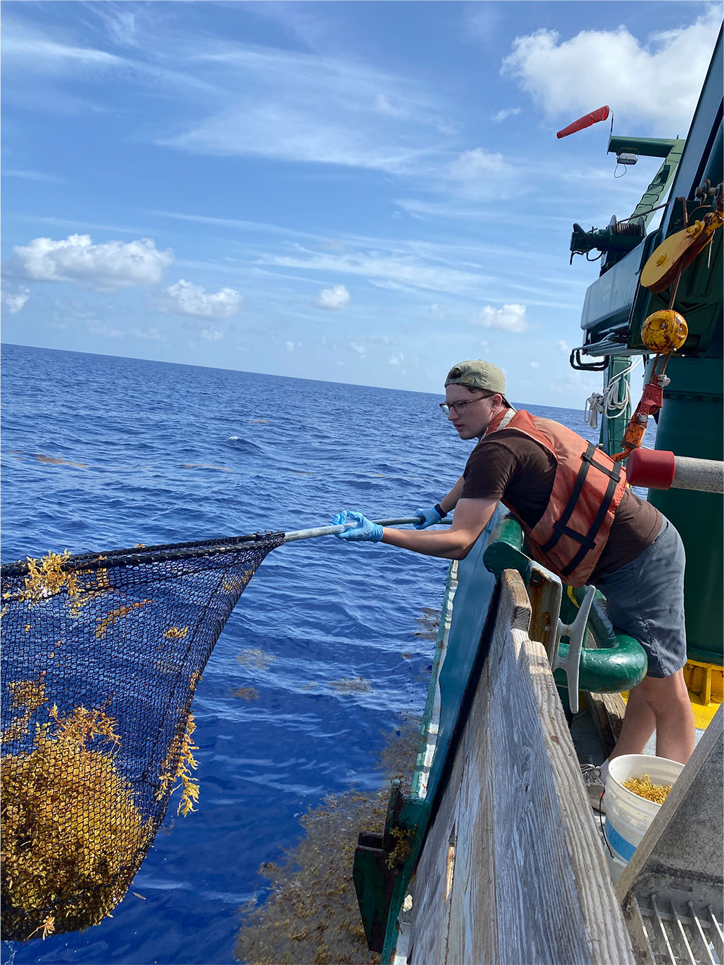 a man on a boat scoops up a large mass of brownish algae in a net