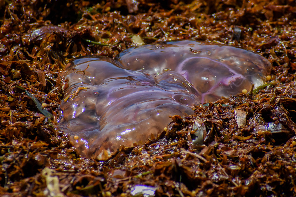 a jellyfish on Sargassum seaweed
