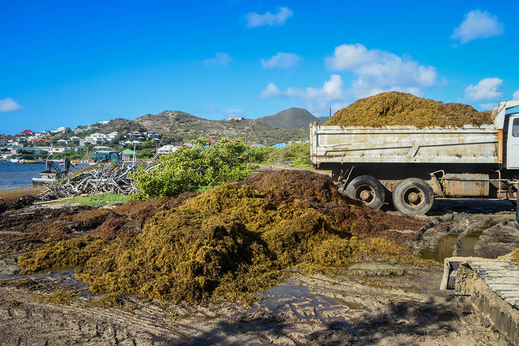 a truck loading heaps of algae to be removed from the shore