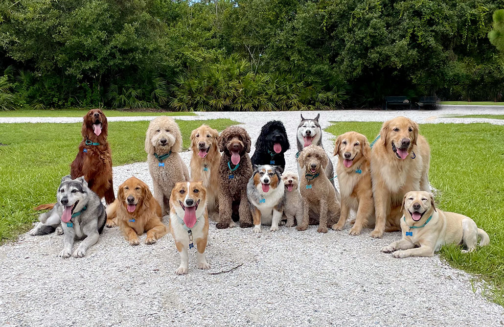 a bunch of good doggos sitting for a picture together on a gravel road in the countryside