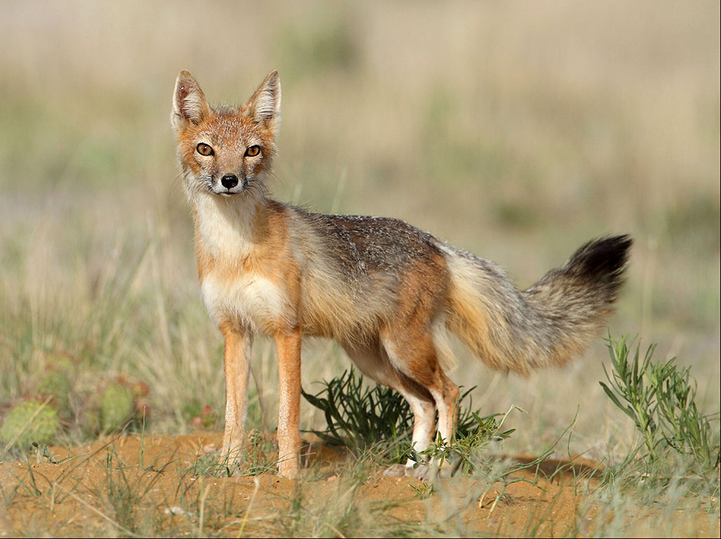 A swift fox, a small canine with brown and grey fur, small ears and a fluffy black tufted tail, stands near its den. The fox stands in a grassland.