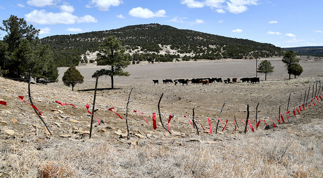 A photo of a ranch in New Mexico. The sky is blue with small fluffy clouds, there is a mountain in the distance. Cows graze on scrubby grassland in front of the mountain and behind a fence and fladry line.