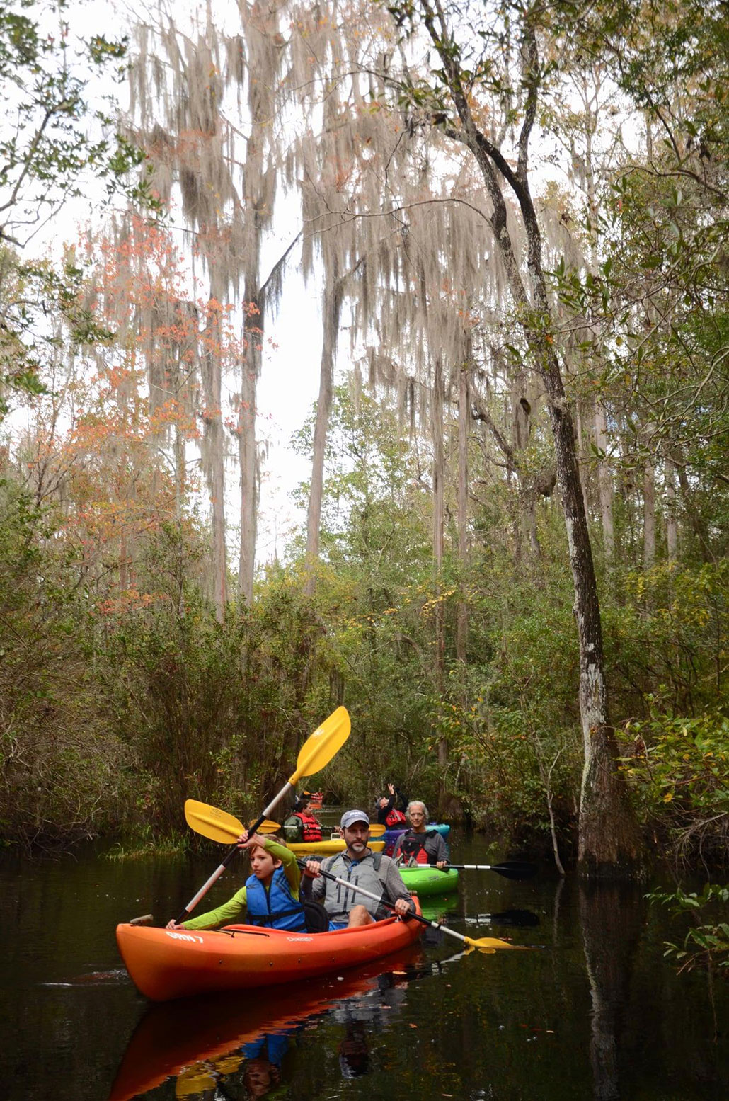 several colorful kayaks full of tourists float through dark Okefenokee waters