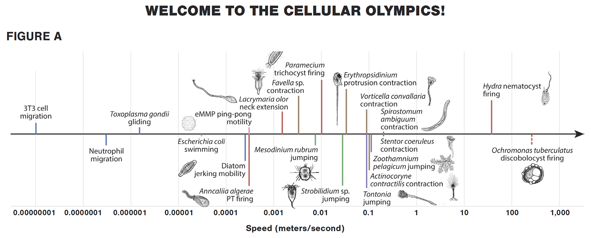 Some cells are super speedy. Here's how the fastest stack up