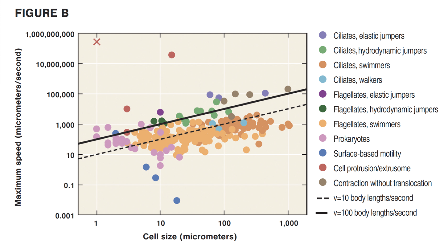 Figure B: showing cell size versus maximum speed for various miroorganisms