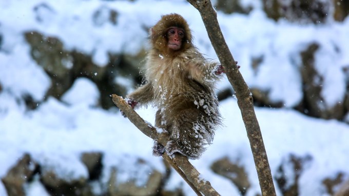 a Japanese macaque sitting on a snowy branch in a snowy landscape