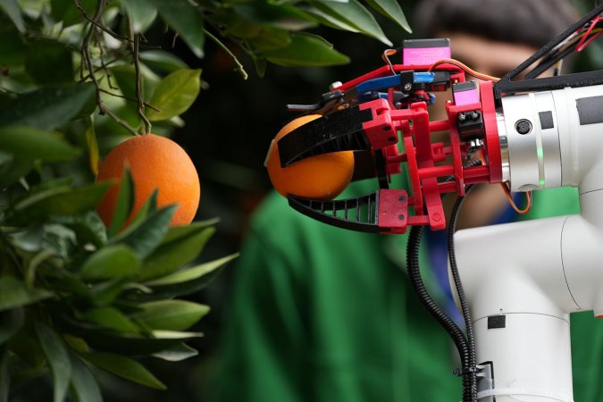 Espinoza’s engineered citrus-picking device grasps an orange retrieved from a tree. It has a white arm with a red claw.