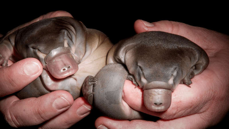 Let’s learn about the platypus