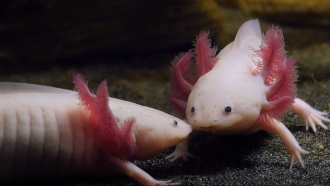 two pink axolotl salamanders stand nose to nose