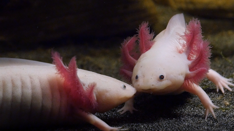 Let’s learn about animals that can regrow body parts