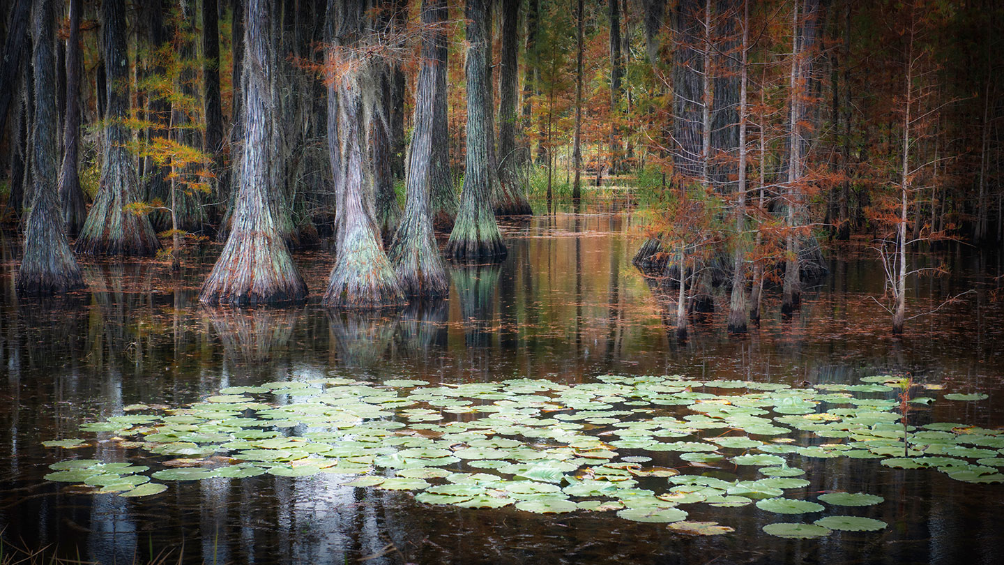 A photo of a cypress grove in the Okefenokee swamp, there are green lily pad floating in front of the trees on the dark water