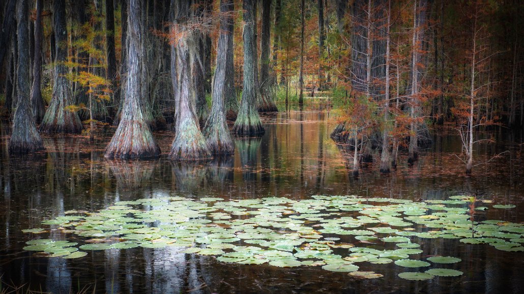 A photo of a cypress grove in the Okefenokee swamp, there are green lily pad floating in front of the trees on the dark water