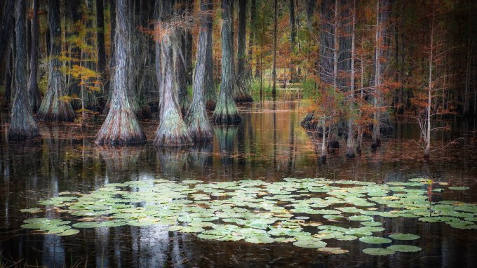 A photo of a cypress grove in the Okefenokee swamp, there are green lily pad floating in front of the trees on the dark water
