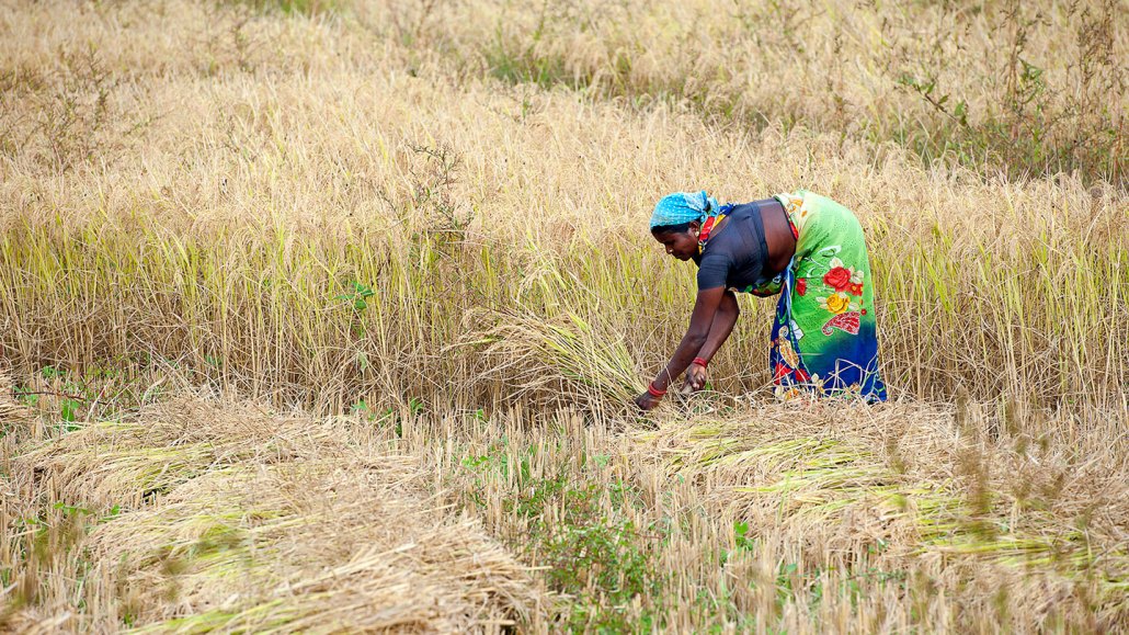 a woman bends over to harvest rice in a rice paddy, she is wearing brightly colored clothes and has dark skin.