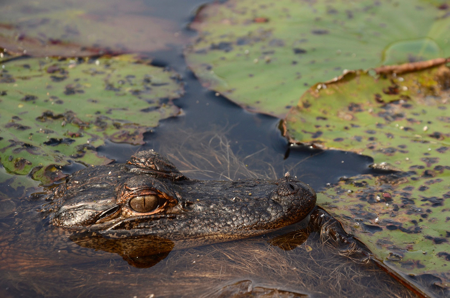 a photo of an alligator popping it's head out of the water next to water lillies