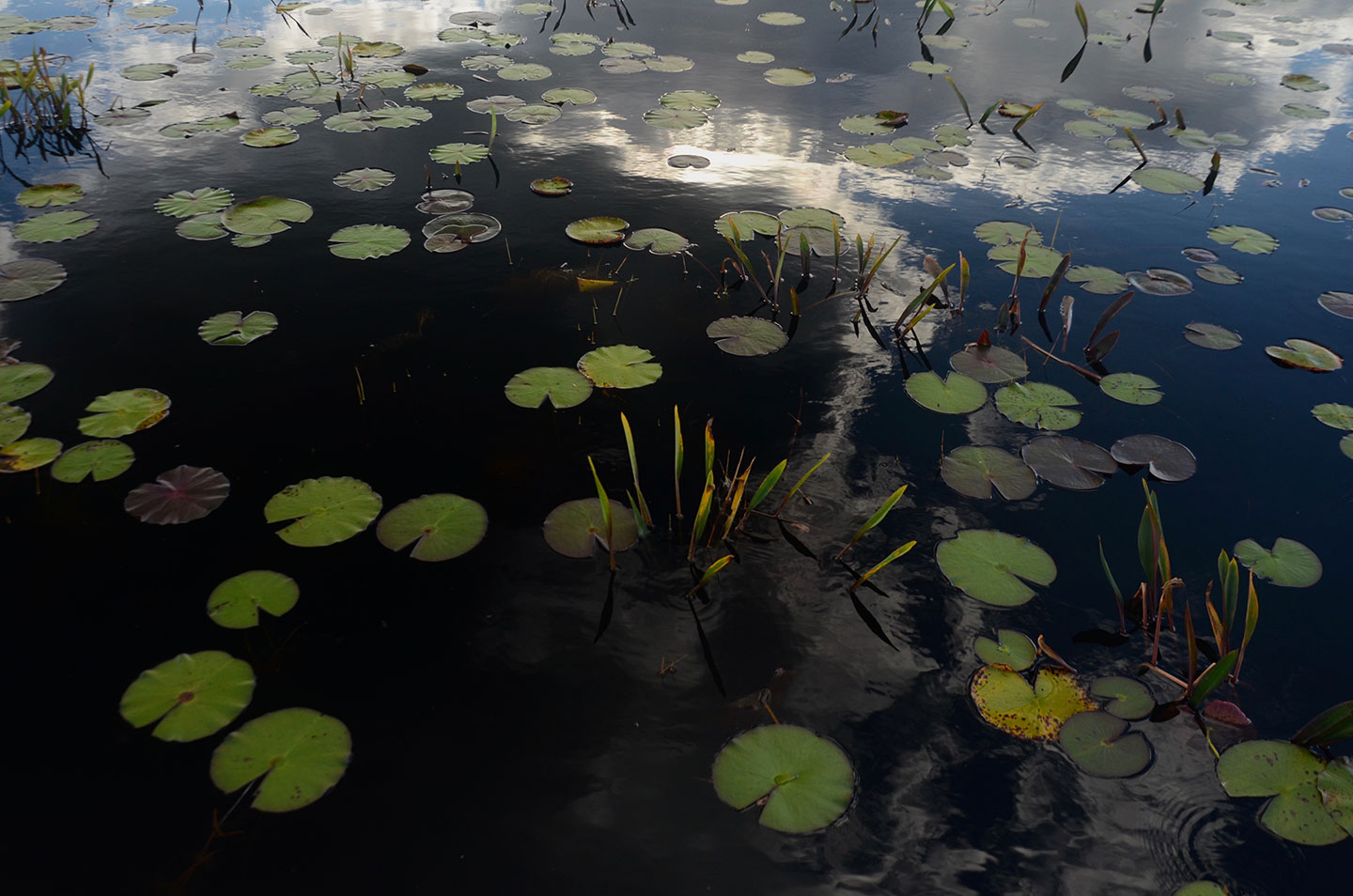 dark water speckled with lily pads and other plants, the water is reflecting the clouds in the sky
