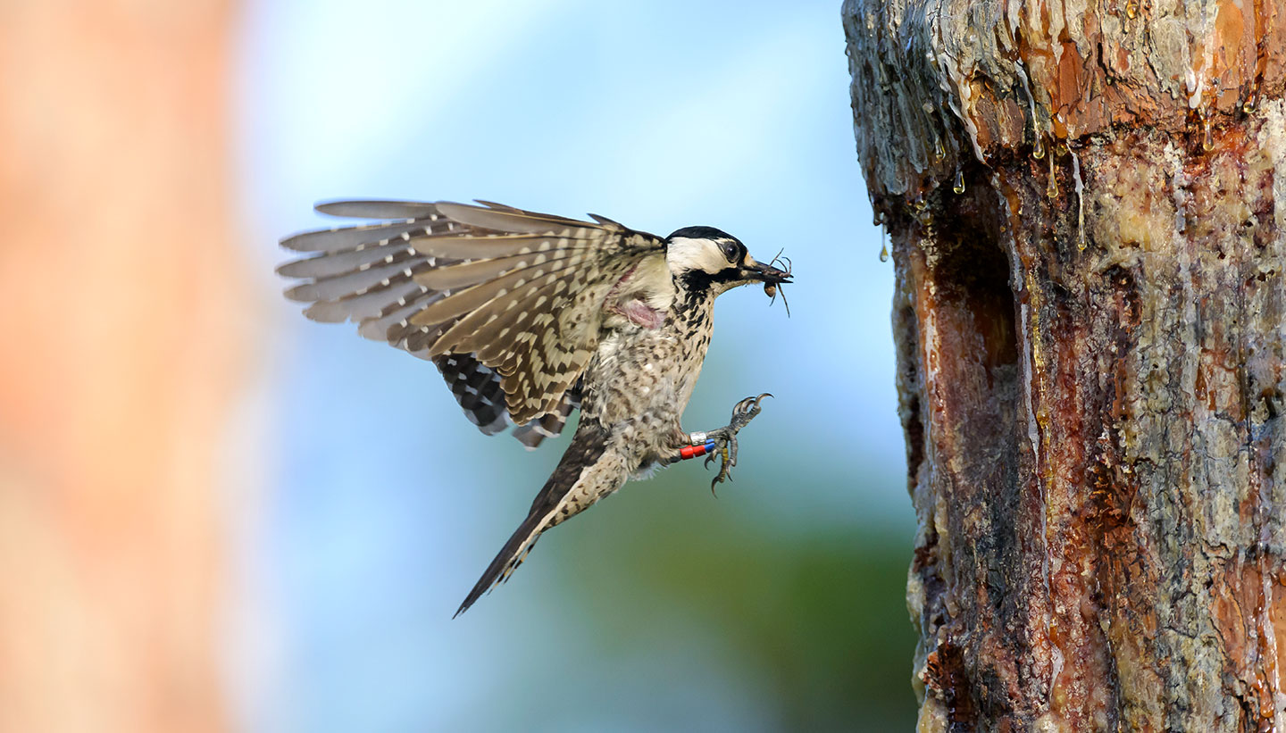 a photo of a red cockaded woodpecker, a bird with dark feathers with white spots, midflap in front of a tree hollow. It is holding an insect in its beak.