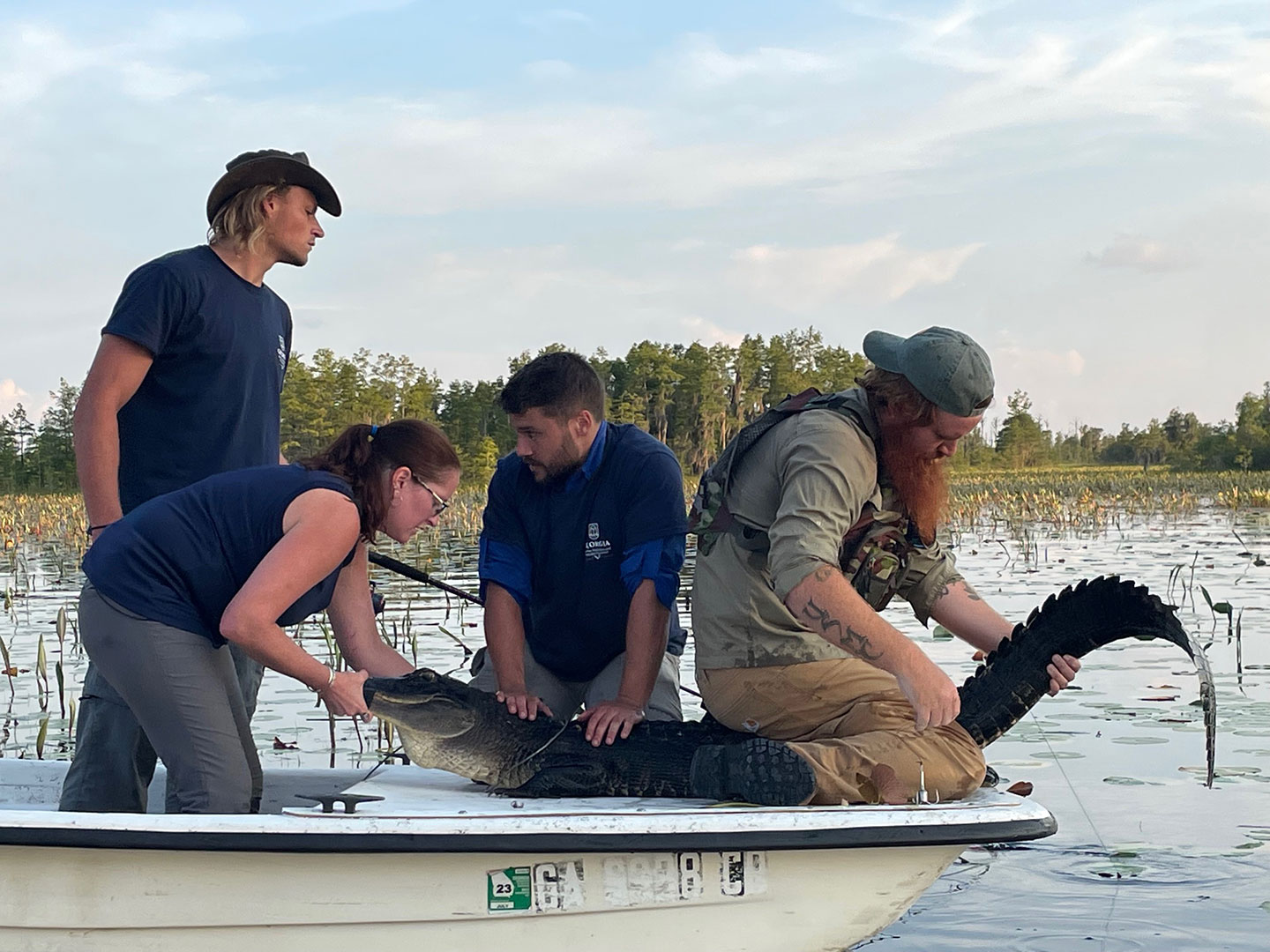three scientists hold an alligator while samples are being taken from it on a boat in the swamp