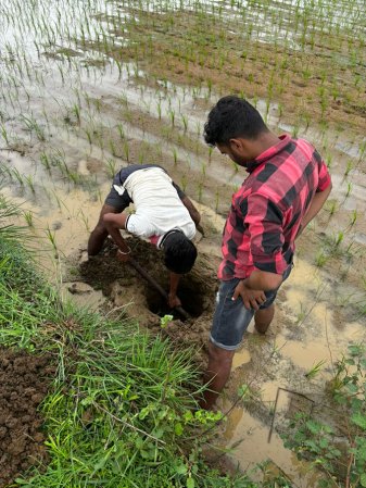 two Indian field workers are digging a hole and buring a lysimeter at a rice-field tests site