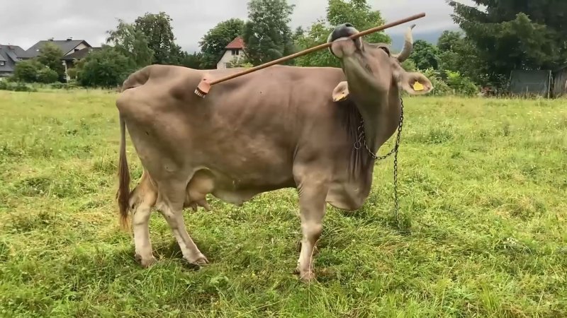 This tool-using cow stunned scientists with her smarts