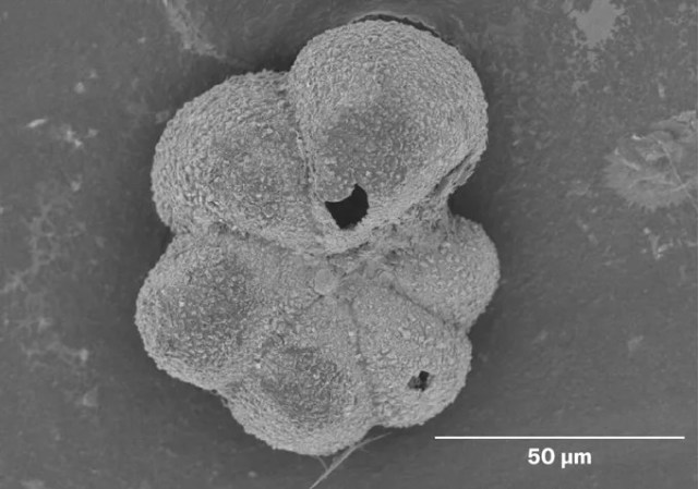 a microscope image of a flower-shaped object about 50 micrometers across, thought to have evolved within several thousands of years after a massive asteroid strike