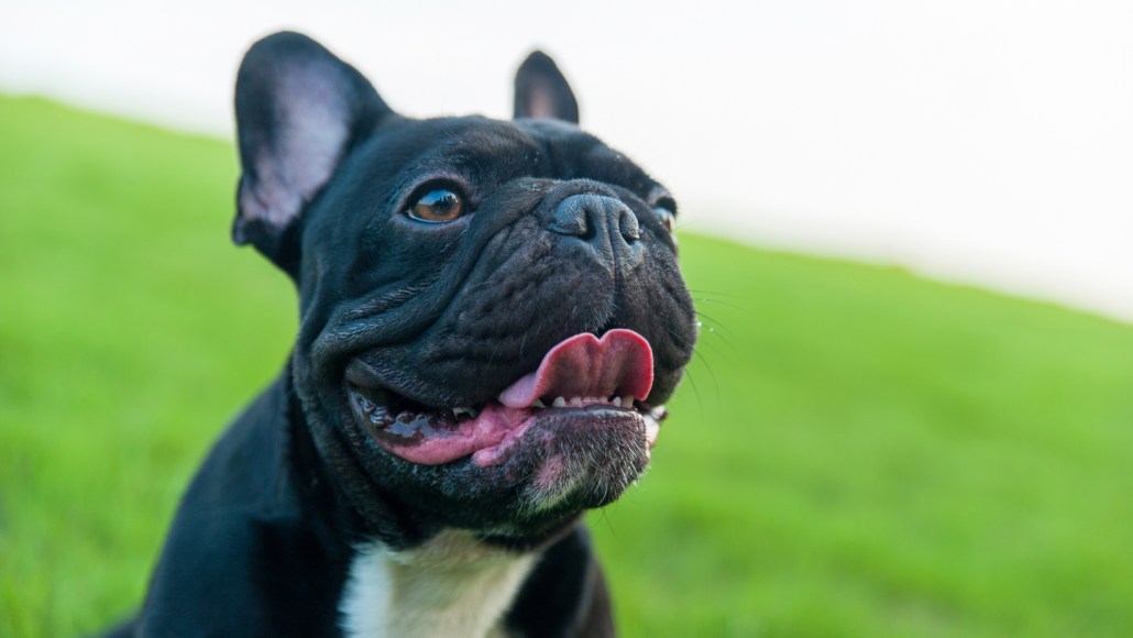 This dog, a French bulldog, has a nose that makes ithard to breathe