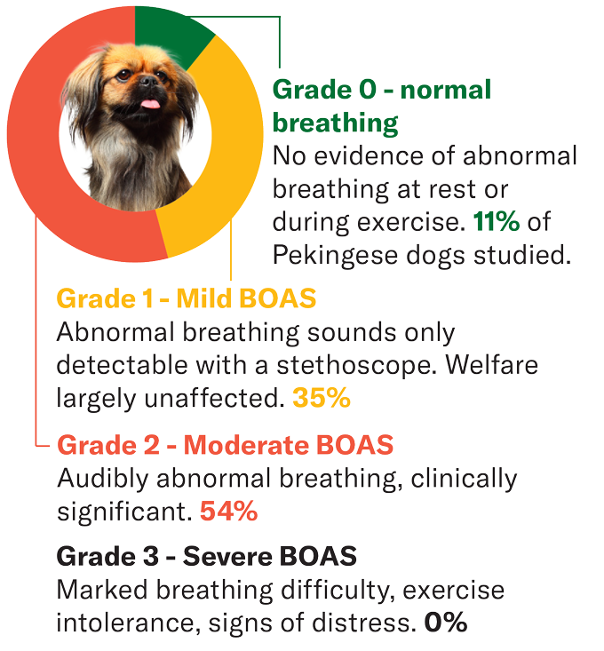 A Pekingese dog with grades of breathing of obstruction