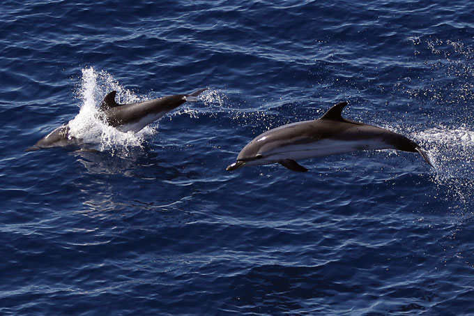 two dolphins swimming side by side