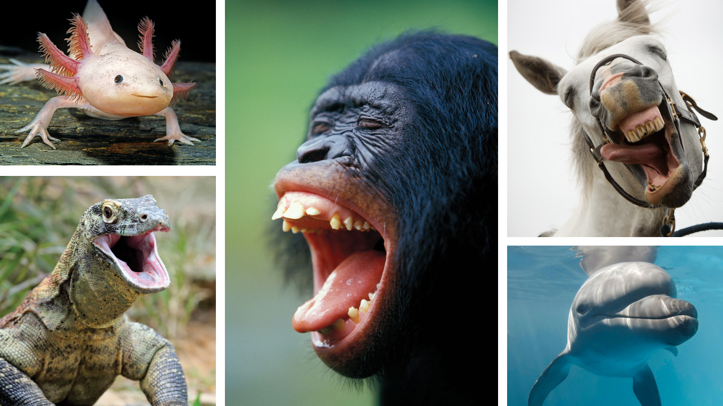 Animals can feel joy. Here’s how scientists might study it