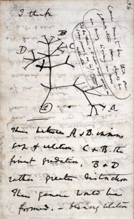 a photo of a page of scribbles from Charles Darwin's notebook