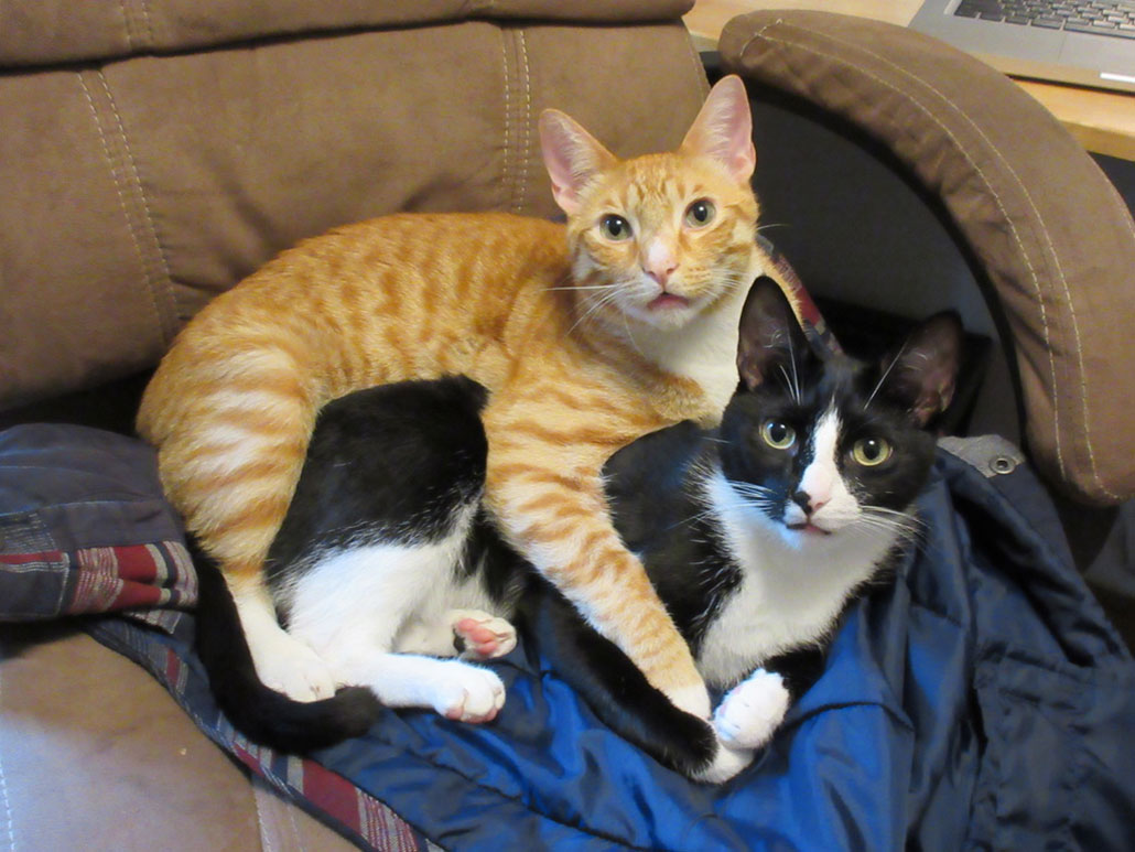 a photo of the author's cats cuddling on an office chair, Teddy an orange tabby and Tango a black and white cat