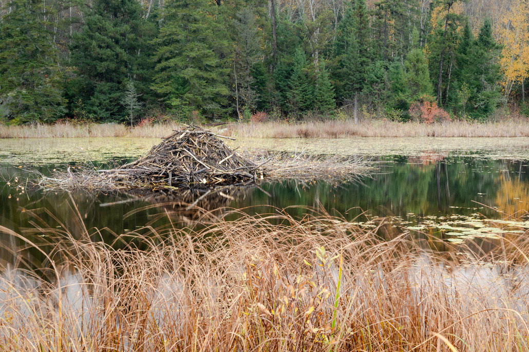 a photo of a beaver lodge in a pond, the lodge looks like small hill in the middle of the pond made entirely of trees and large branches