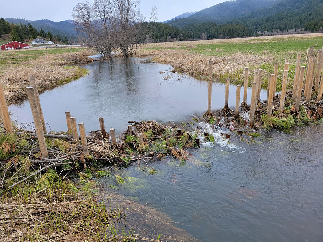  a finished beaver dam analog stretches across a creek